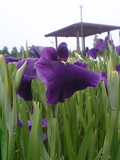 ԏҊ 001