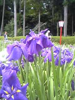 ԏҊ 002