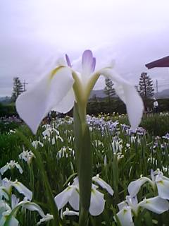 ԏҊ 005