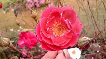 モネの庭 秋薔薇