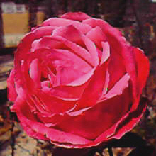 KN