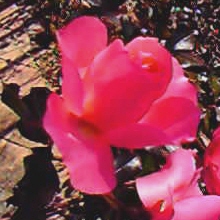 KN